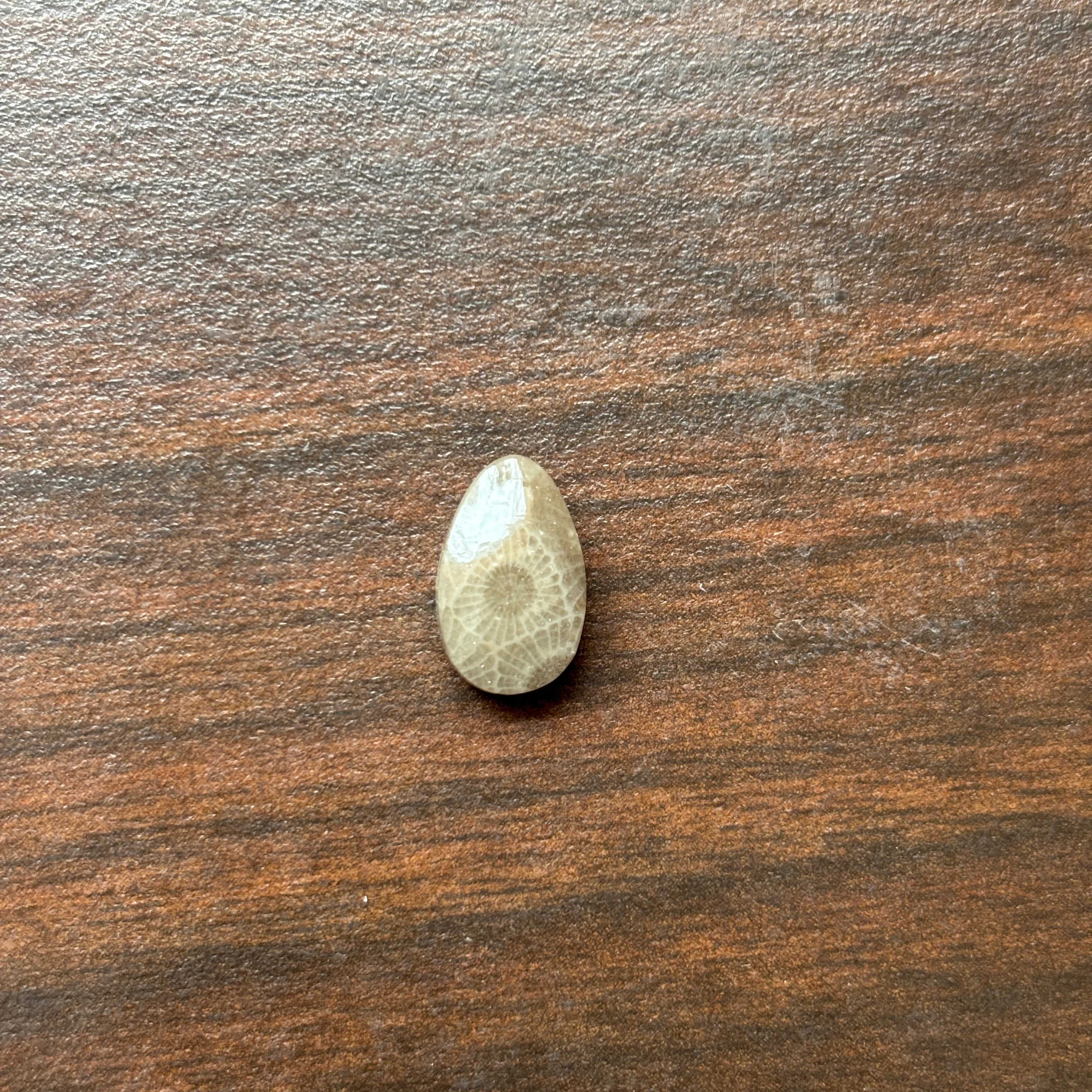 Petoskey Stone Cabochon 8mm x 12mm Teardrop - Image 5
