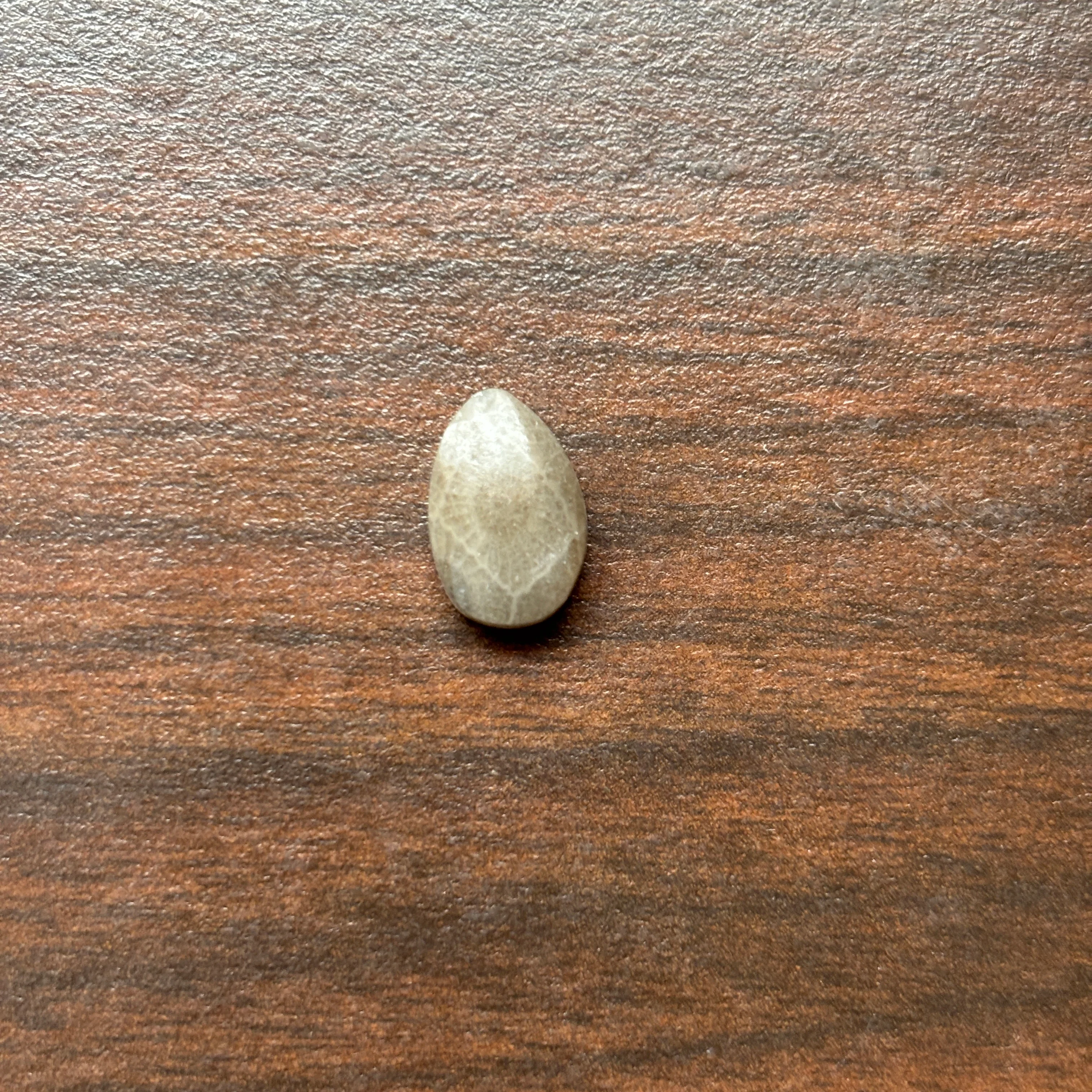 Petoskey Stone Cabochon 8mm x 12mm Teardrop - Image 7