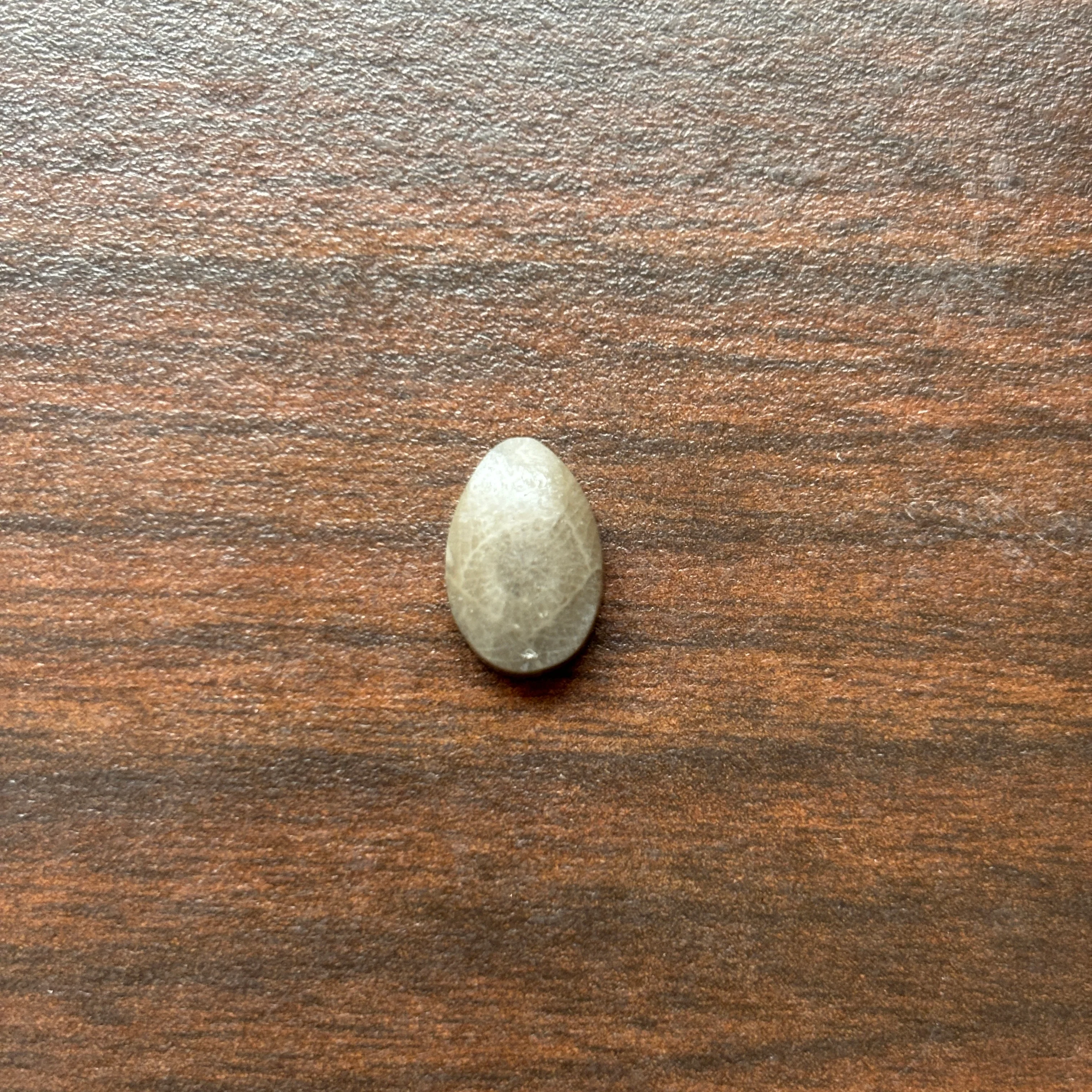 Petoskey Stone Cabochon 8mm x 12mm Teardrop - Image 8