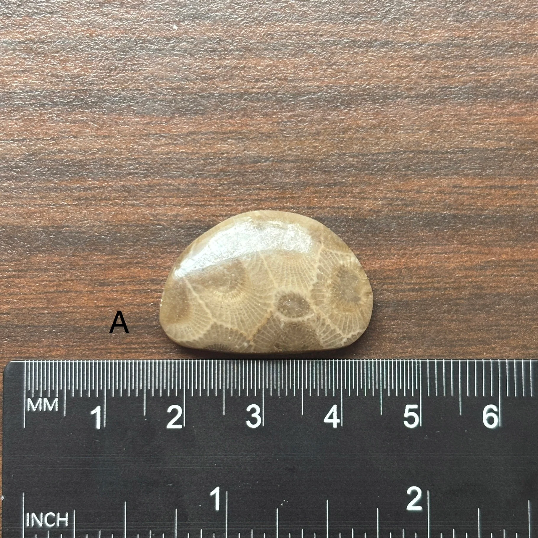 Petoskey Stone Cabochon Freeform Shapes 15mm-33mm - Image 3