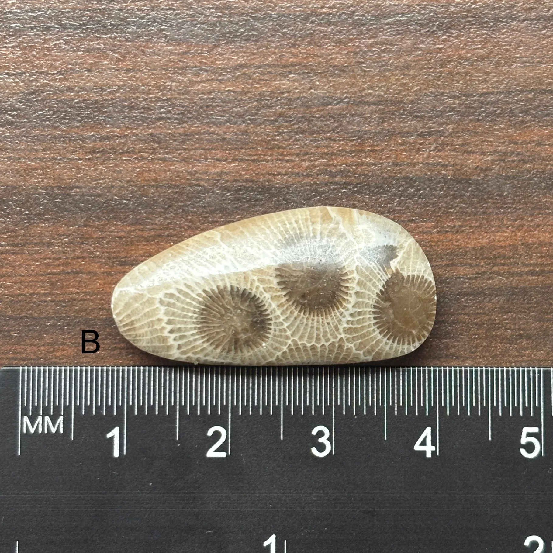 Petoskey Stone Cabochon Freeform Shapes 15mm-33mm - Image 4