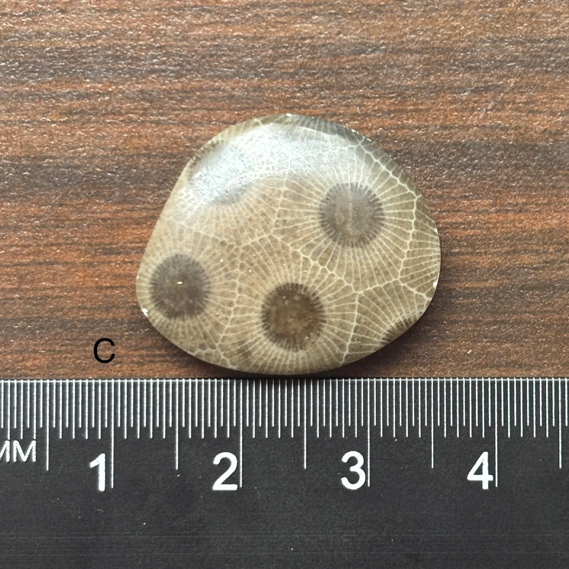 Petoskey Stone Cabochon Freeform Shapes 15mm-33mm - Image 5