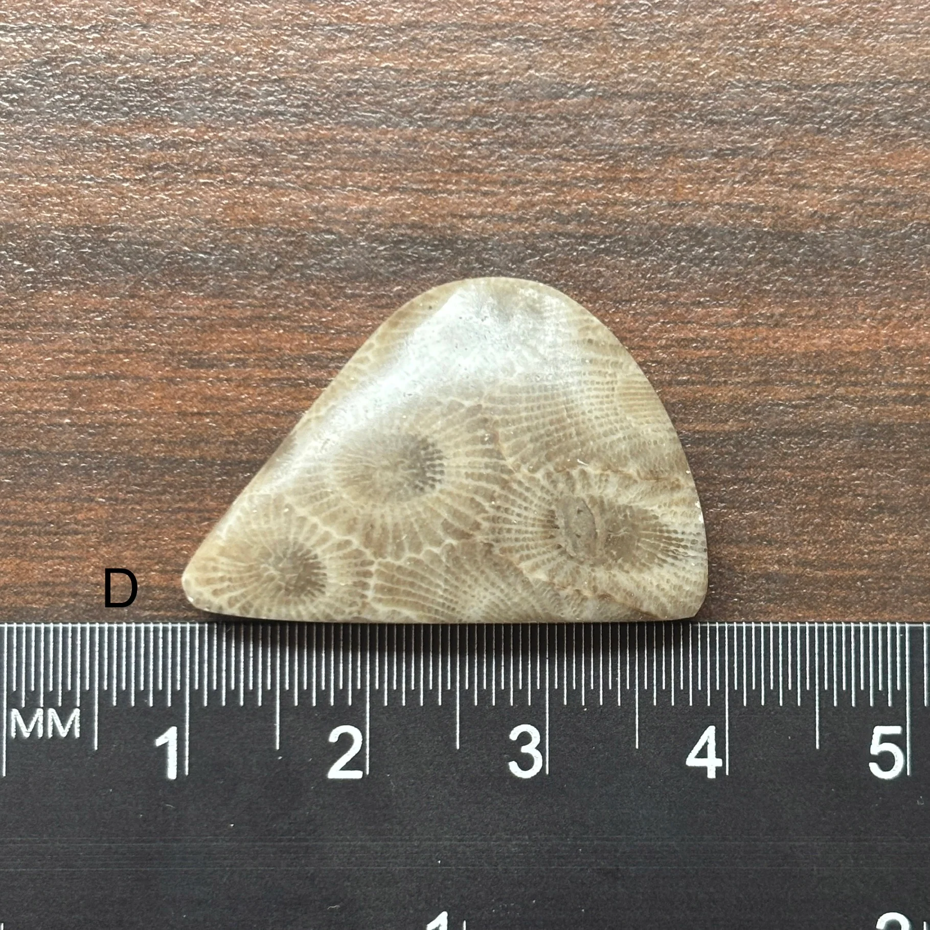 Petoskey Stone Cabochon Freeform Shapes 15mm-33mm - Image 6