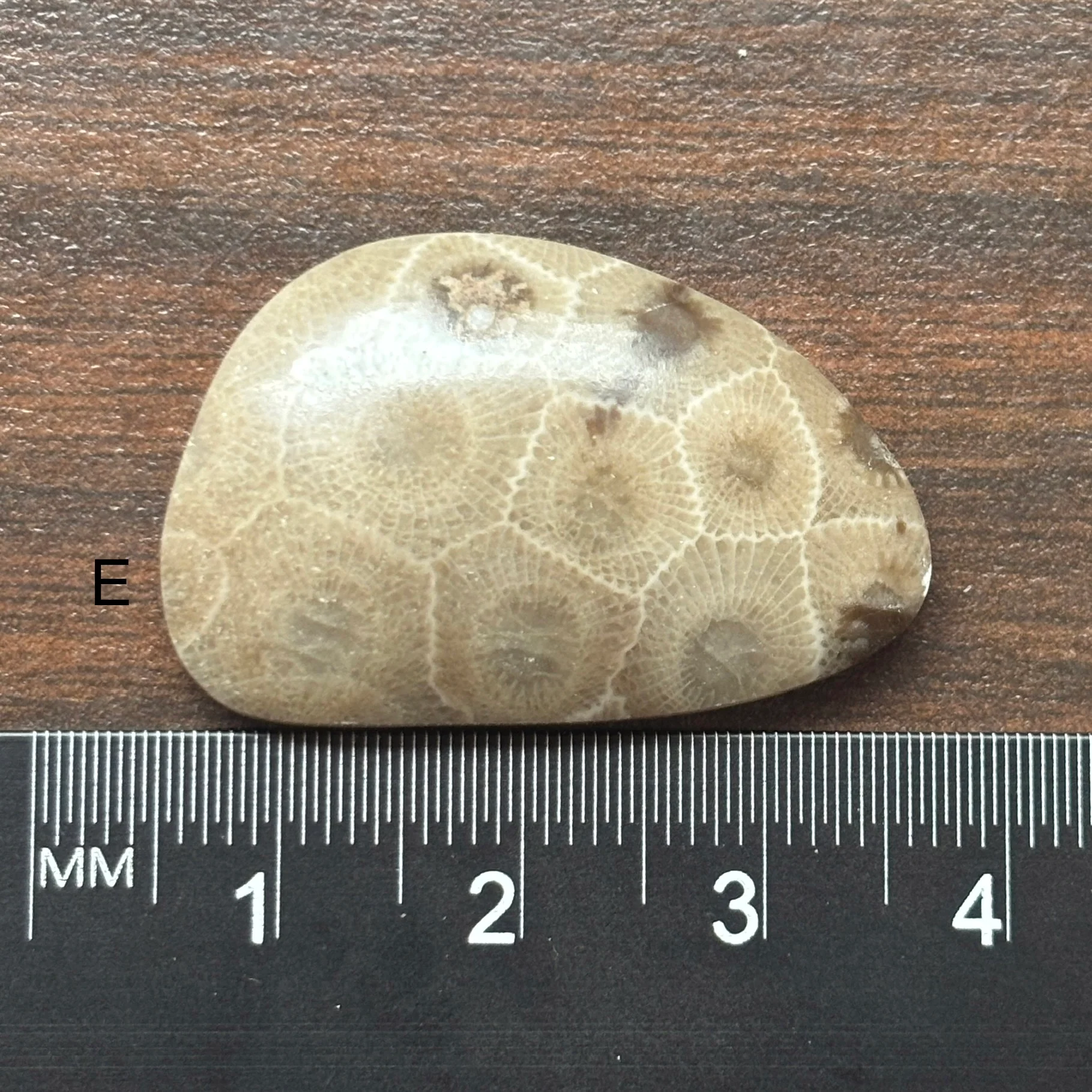 Petoskey Stone Cabochon Freeform Shapes 15mm-33mm - Image 7