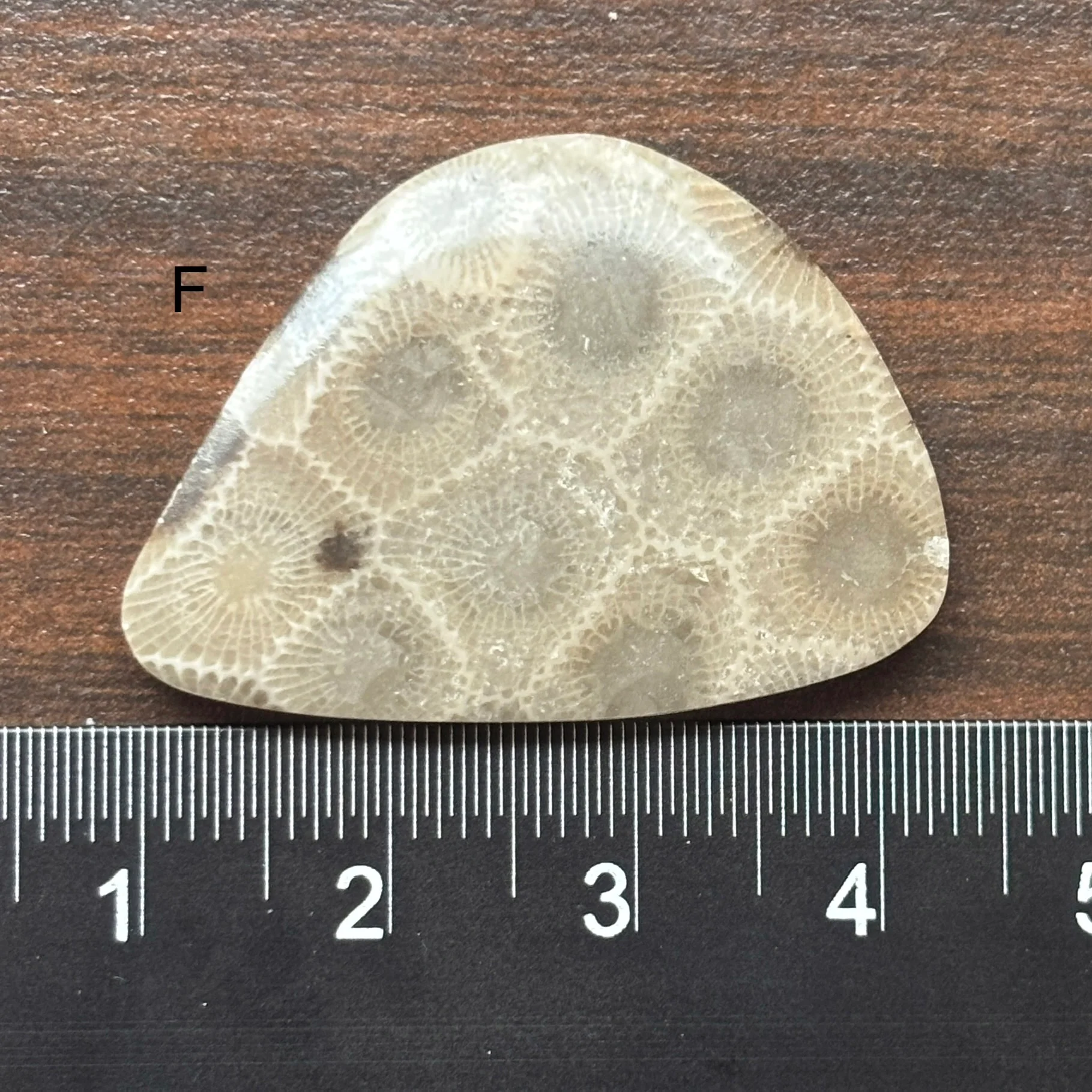 Petoskey Stone Cabochon Freeform Shapes 15mm-33mm - Image 8