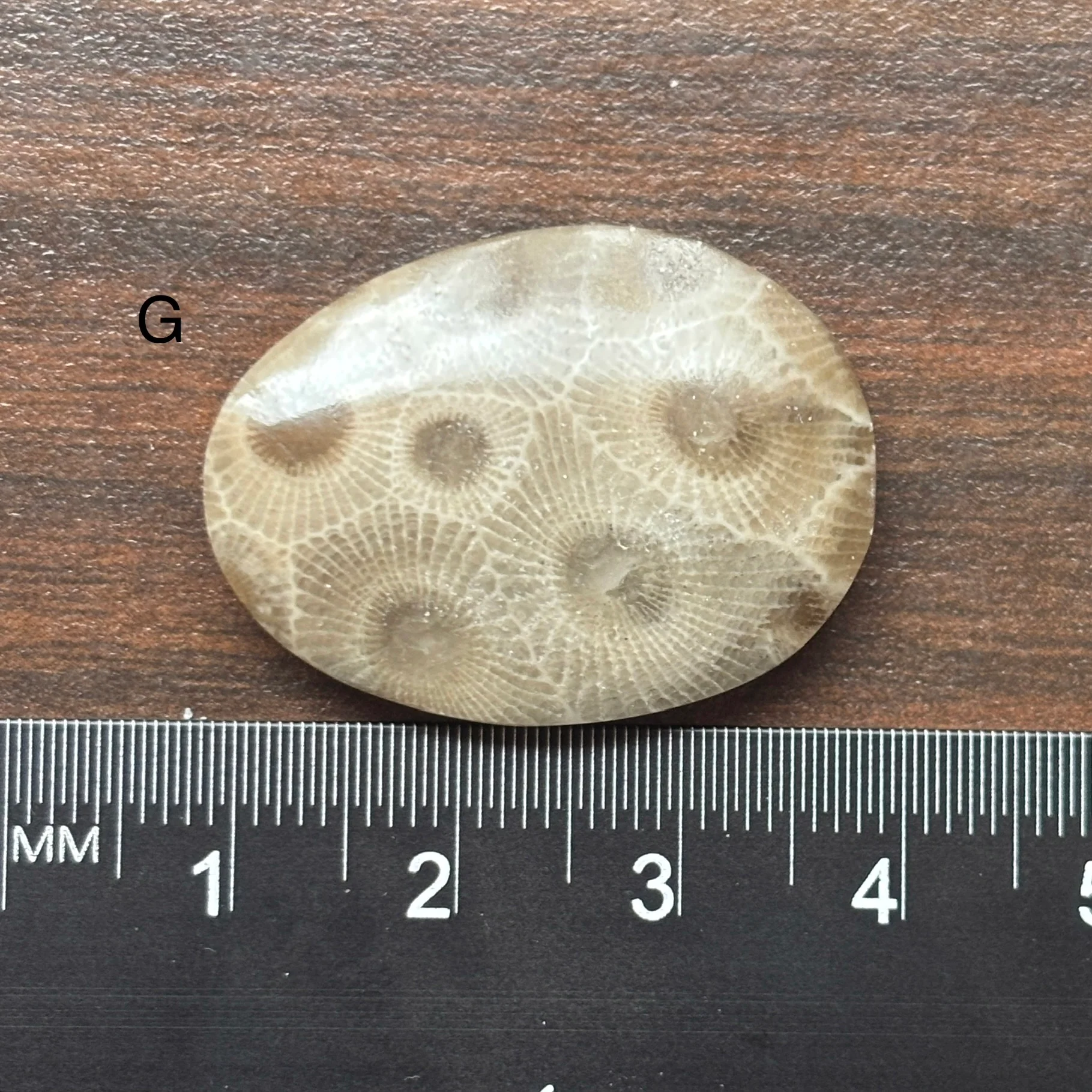 Petoskey Stone Cabochon Freeform Shapes 15mm-33mm - Image 9
