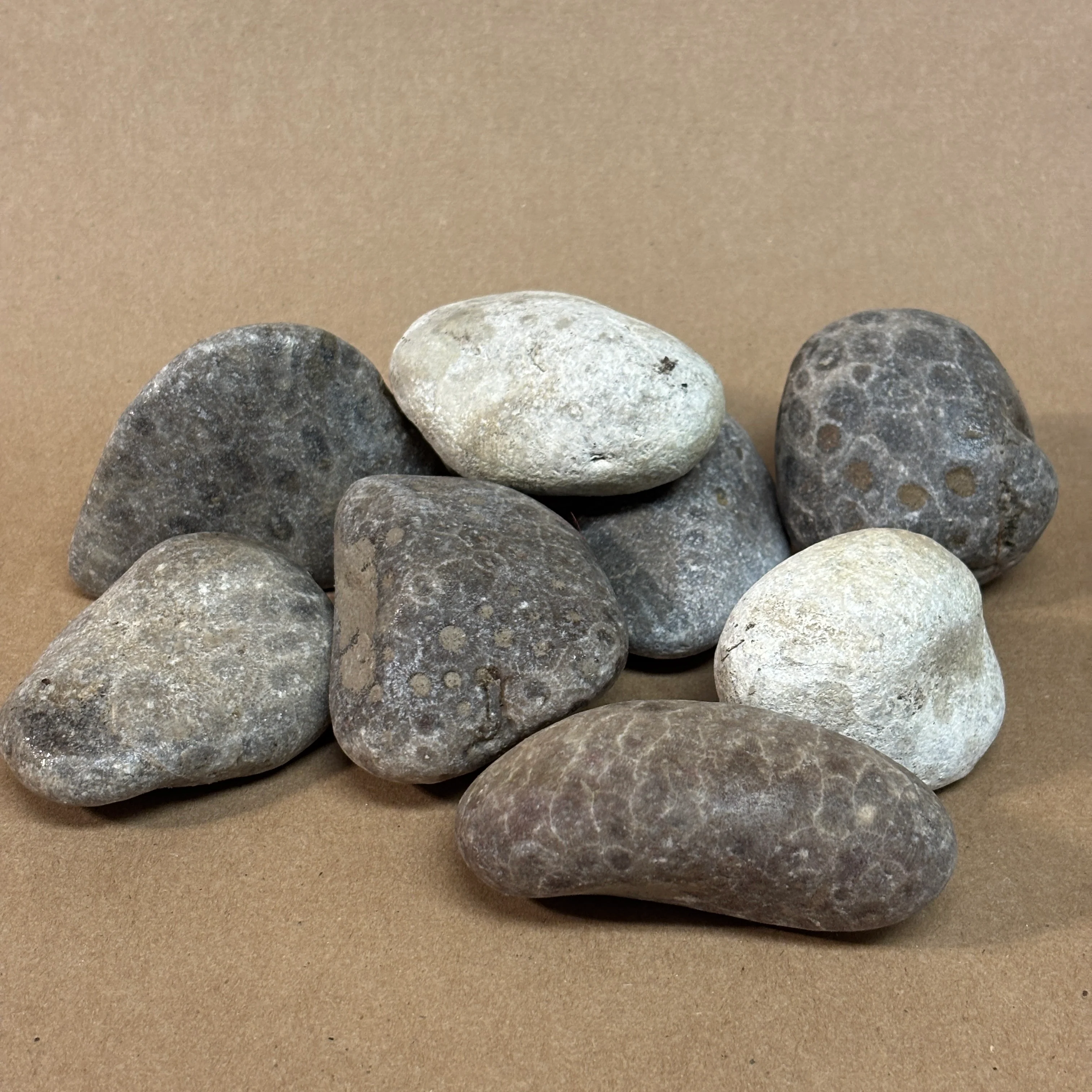 Unpolished Raw Petoskey Stones (per lb) - Image 3
