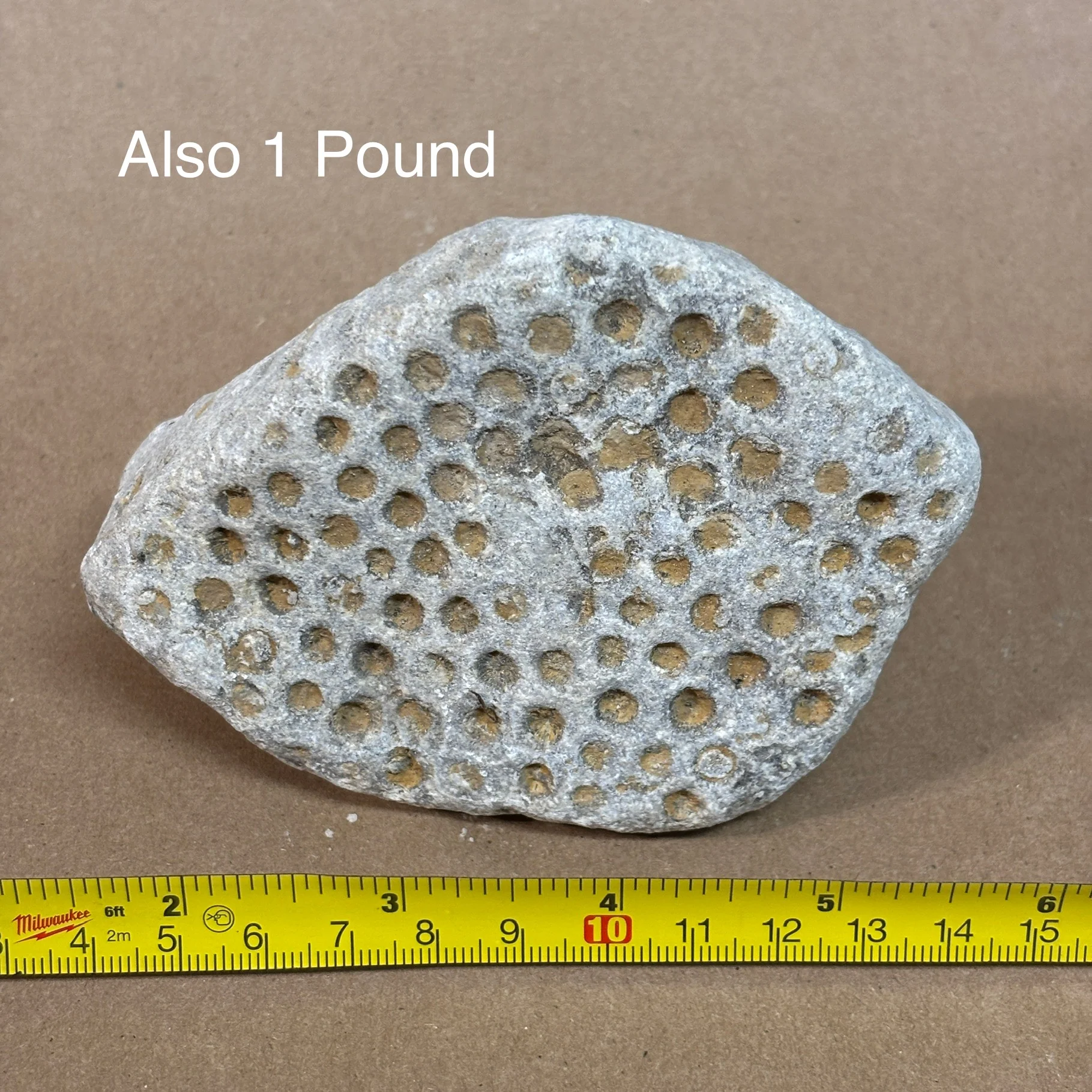 Unpolished Raw Petoskey Stones (per lb) - Image 5