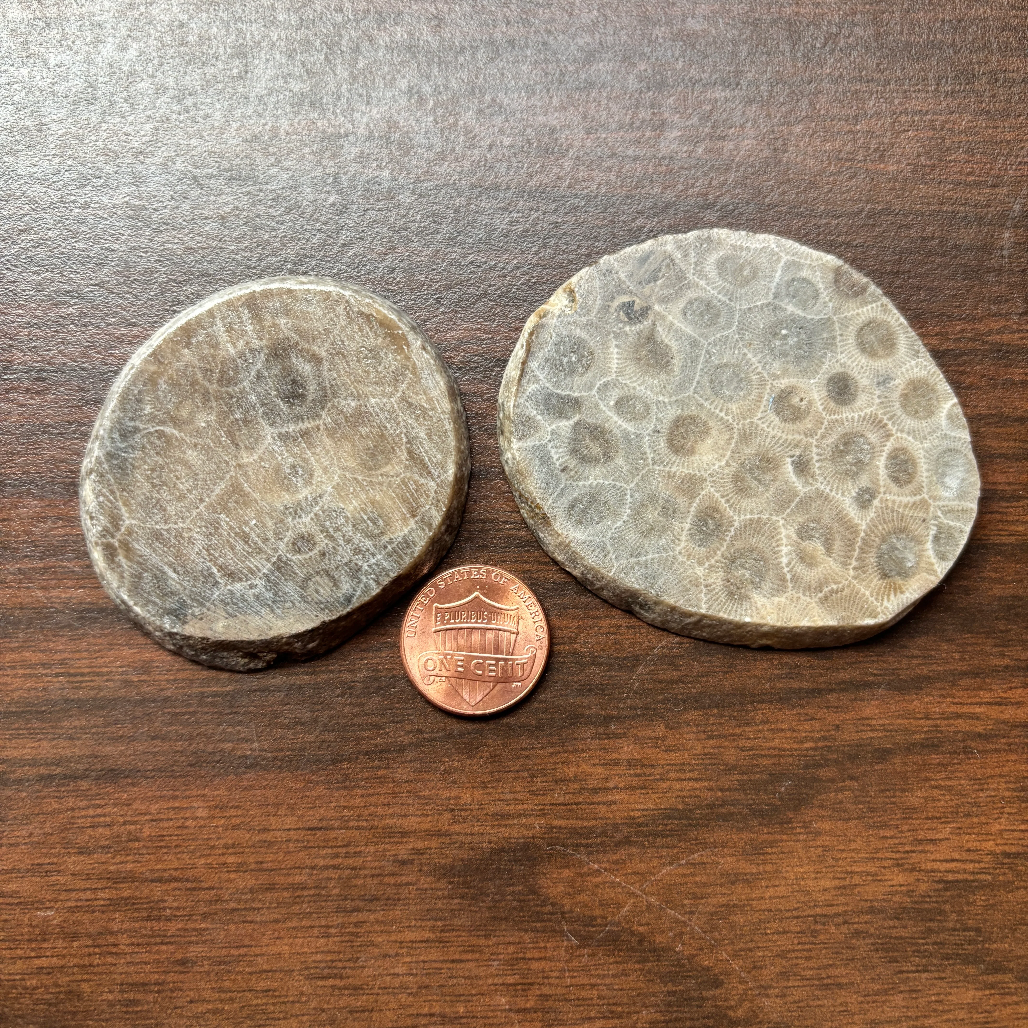 Polished Petoskey Stone Slabs - Image 3