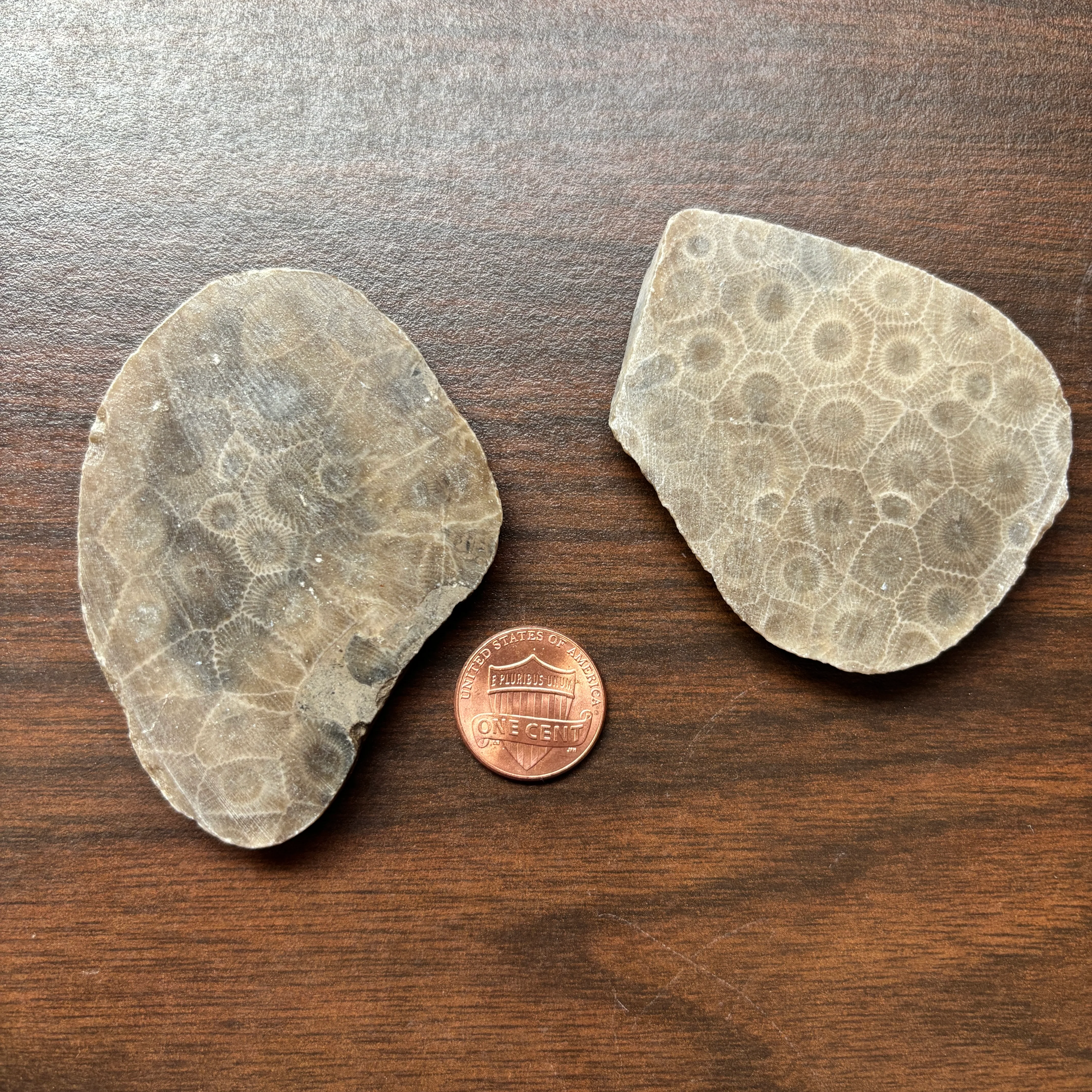 Polished Petoskey Stone Slabs - Image 4
