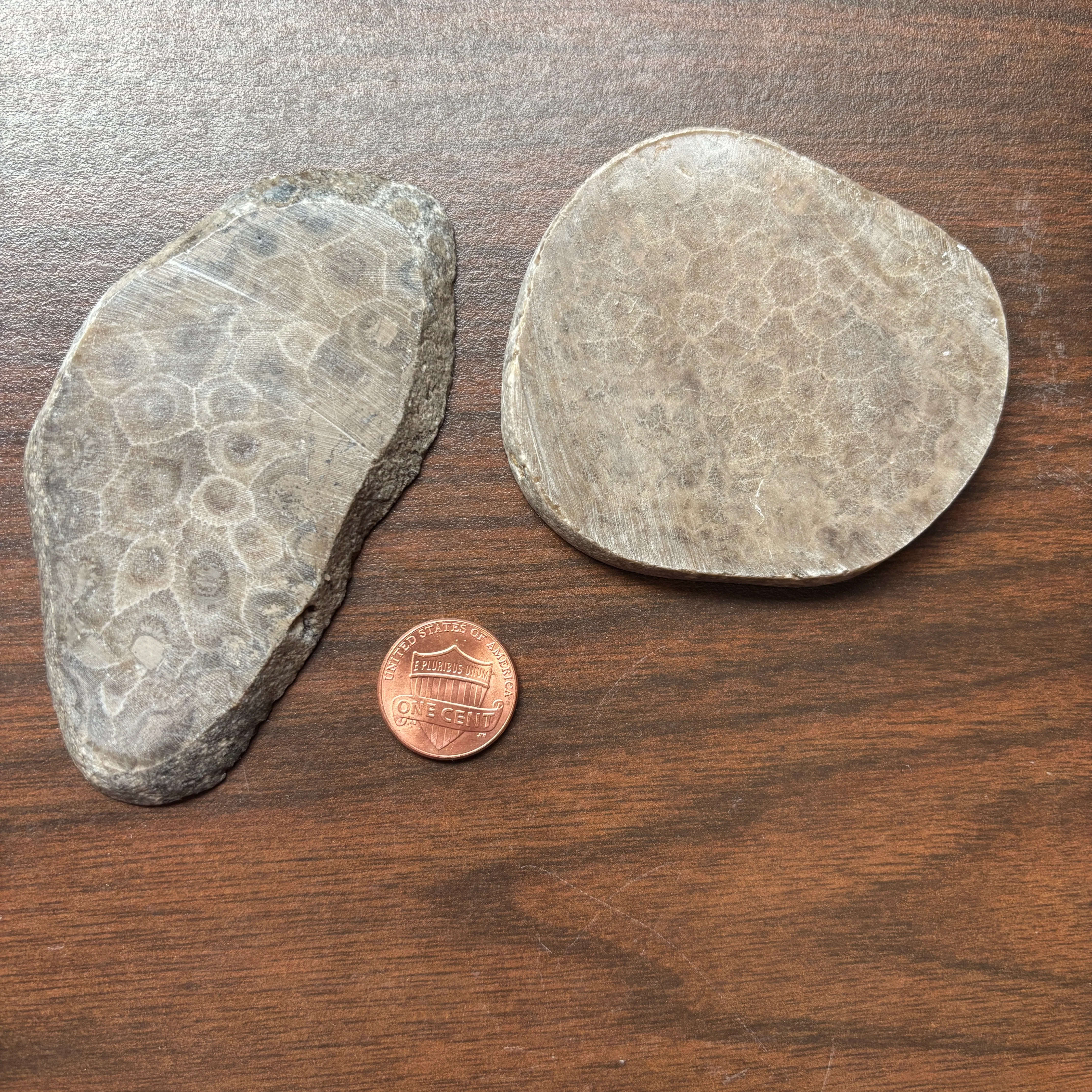 Polished Petoskey Stone Slabs - Image 5