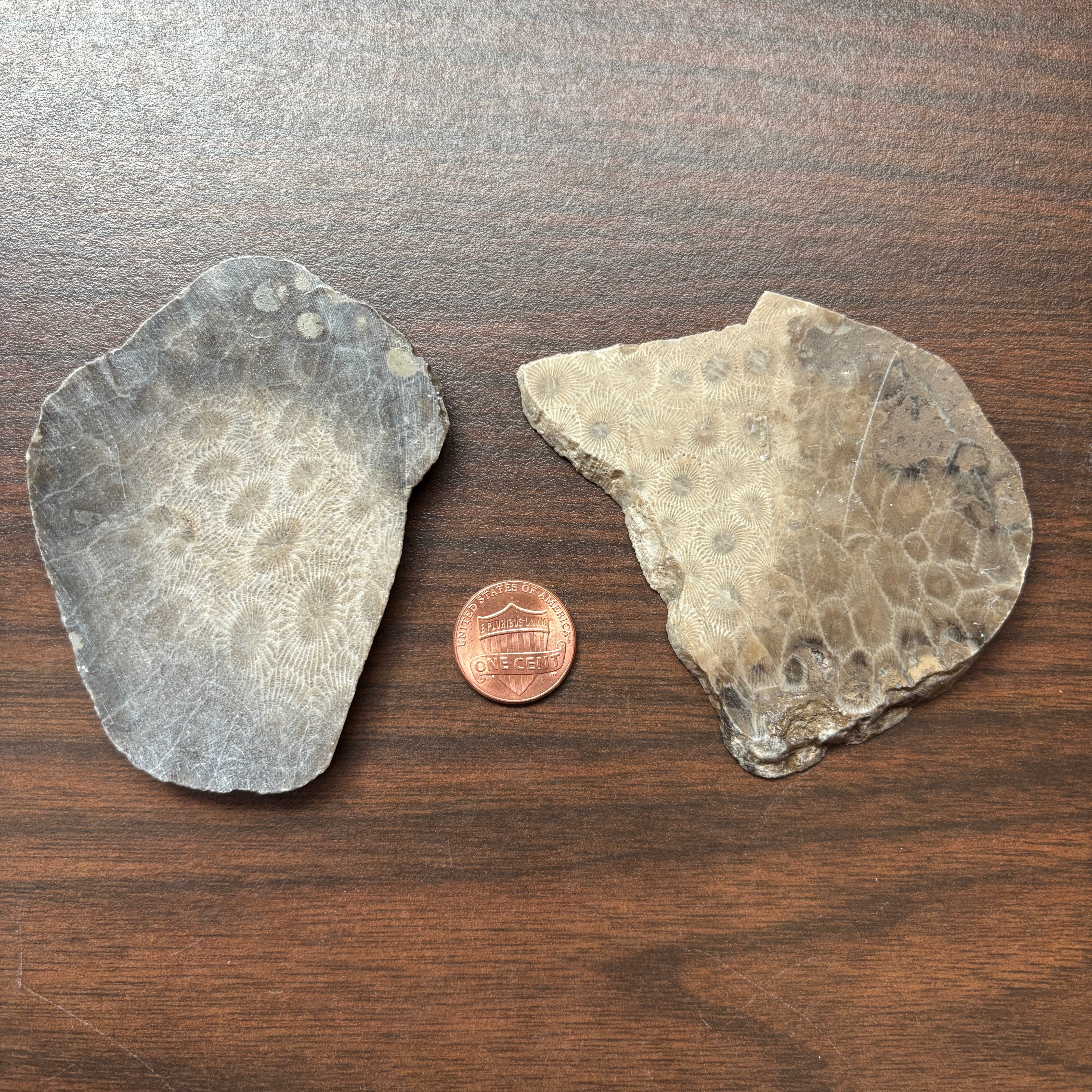 Polished Petoskey Stone Slabs - Image 6