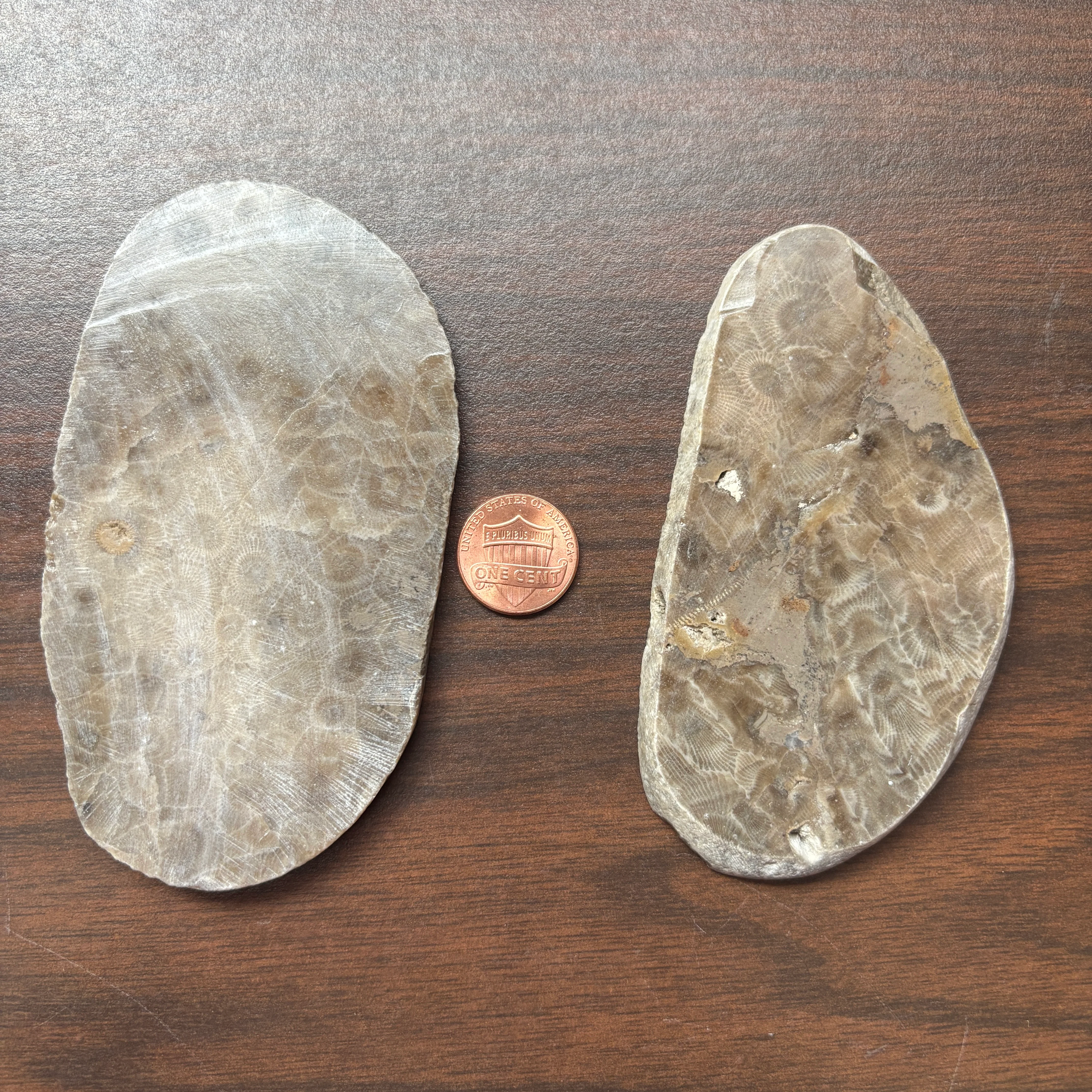 Polished Petoskey Stone Slabs - Image 7