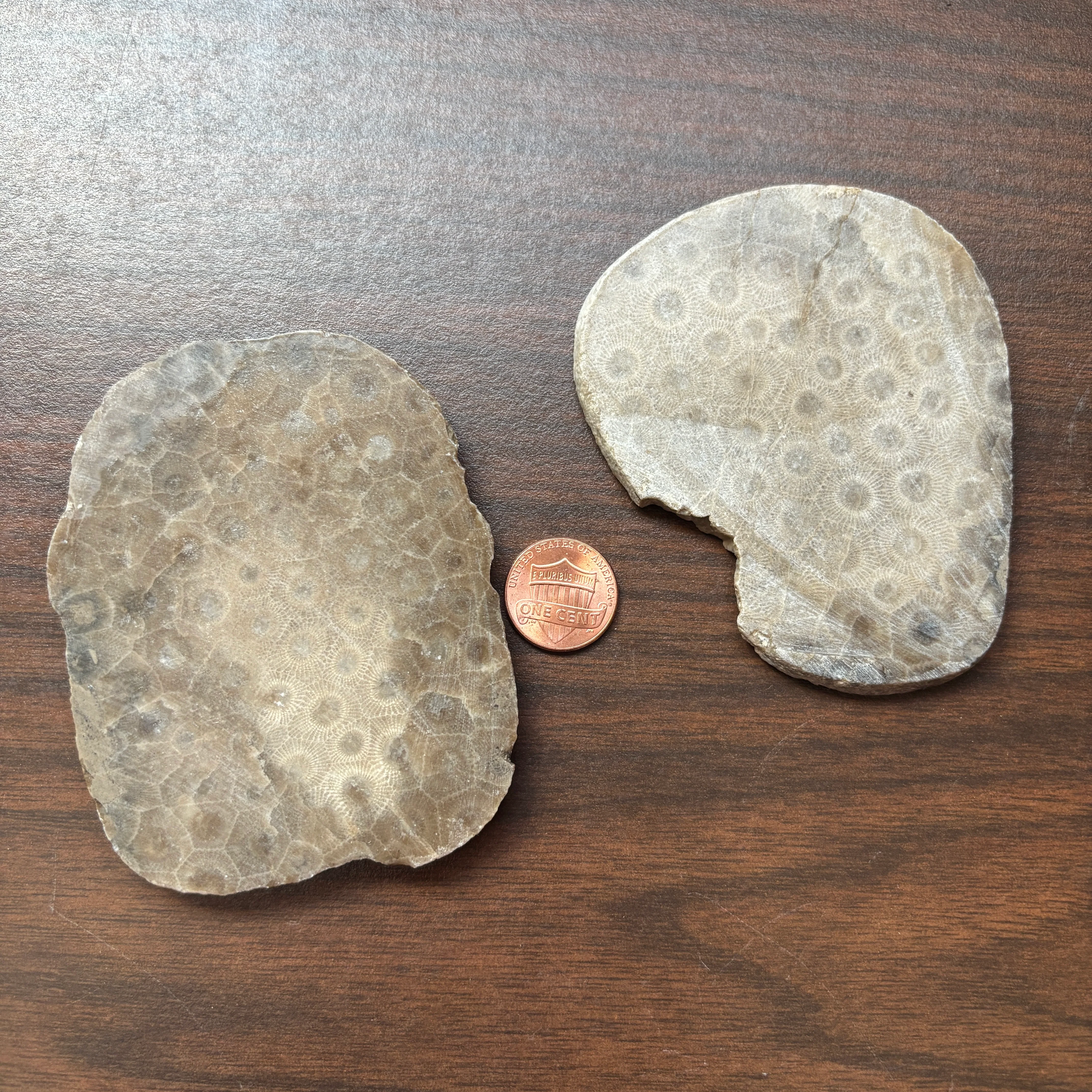 Polished Petoskey Stone Slabs - Image 8