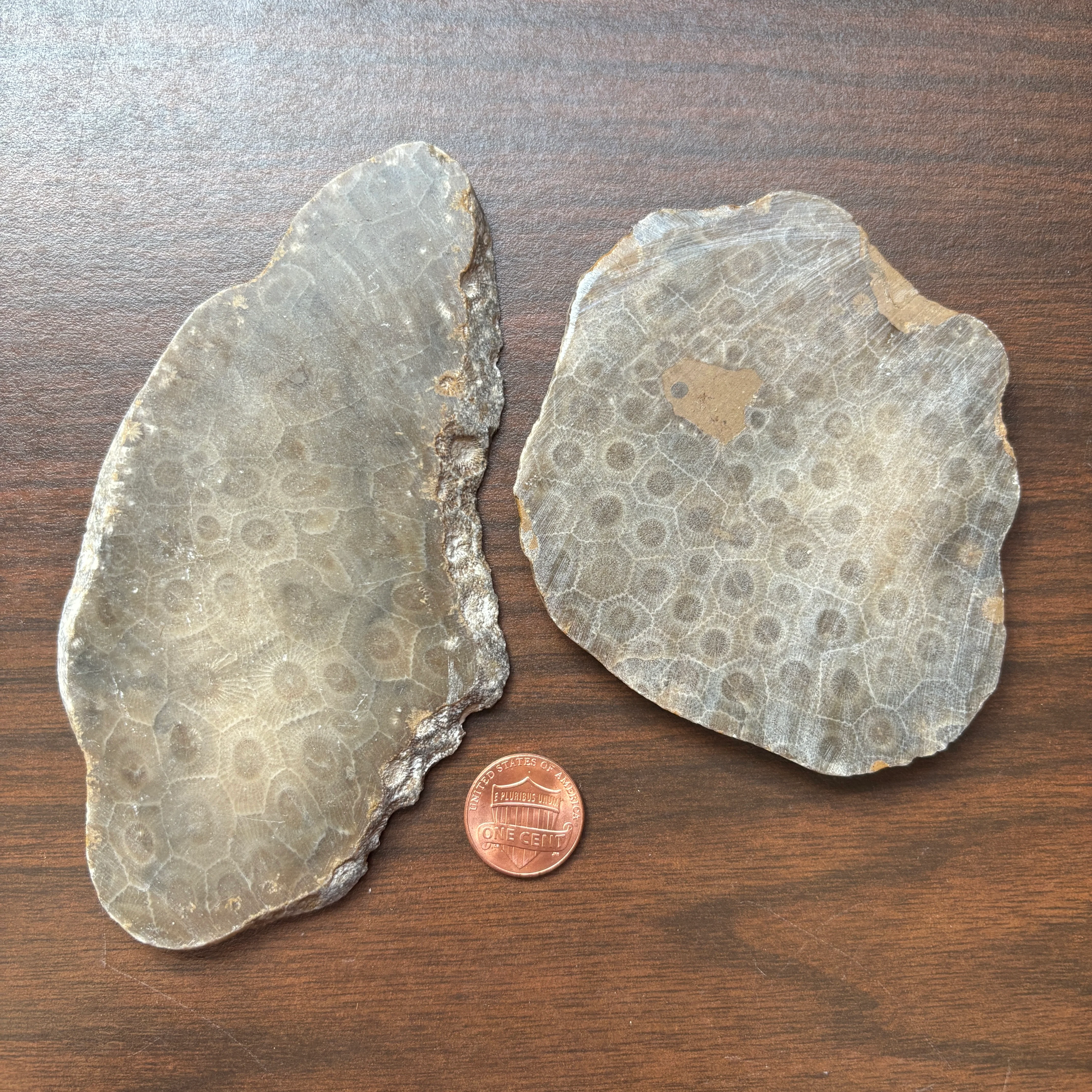 Polished Petoskey Stone Slabs - Image 9